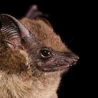 The Lesser white-lined bat (Saccopteryx leptura) is a bat species of the family Emballonuridae from South and Middle America.