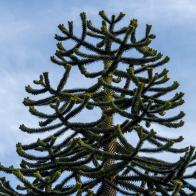 KINGTON, UNITED KINGDOM - 18th SEPTEMBER 2020 - Close-up of silhouette outline of monkey puzzle tree / Araucaria araucana, Hergest Ridge, Kington, Herefordshire, England / Wales border, Welsh Marches, United Kingdom