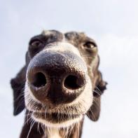 Greyhound